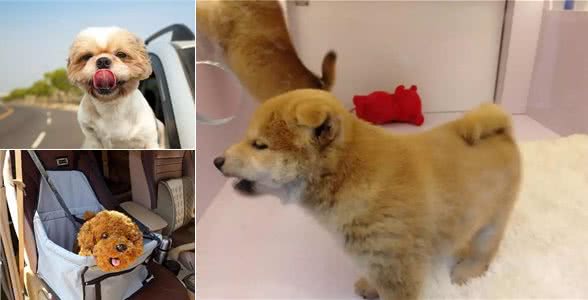 哇咔咔，周末来啦，带狗狗周末游注意啦，可不要踩雷啦!