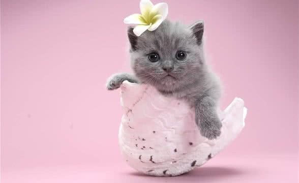 萌宠介绍—英国短毛猫