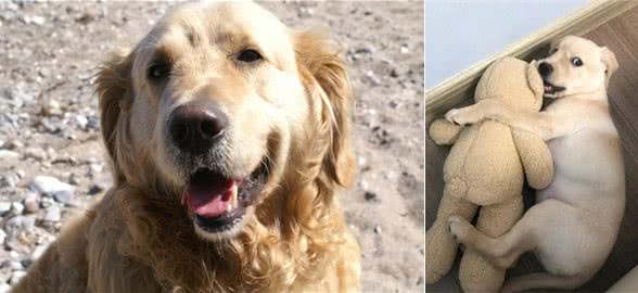 世界公认,乖巧懂事,十大适合家养的宠物狗哪种犬最受欢迎