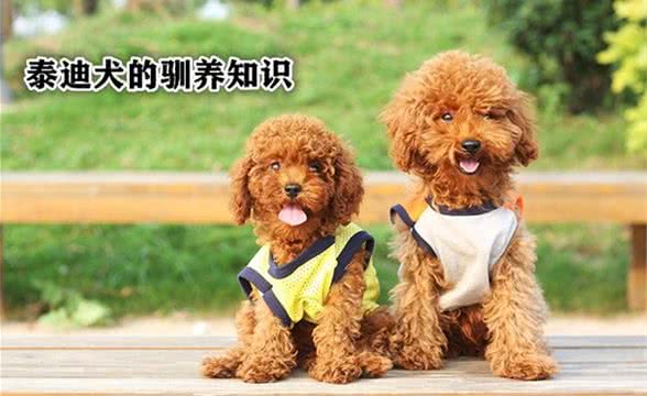 泰迪狗的驯养知识