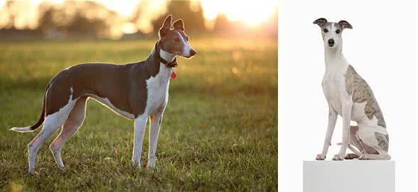 灵缇犬怎么训练?