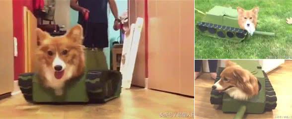 柯基狗狗秒变坦克基开心奔跑,这造型街头回头率不要太高!