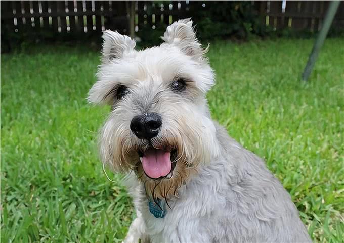 想养小老头雪纳瑞,它的优缺点,你是否清楚