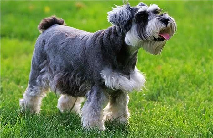 想养小老头雪纳瑞,它的优缺点,你是否清楚