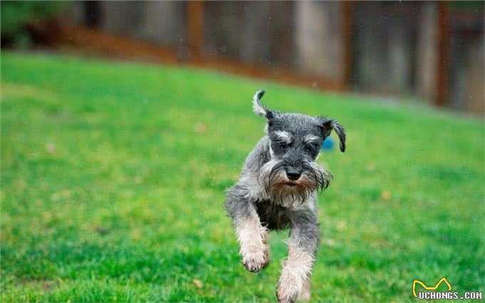 想养小老头雪纳瑞,它的优缺点,你是否清楚