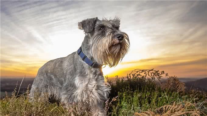 想养小老头雪纳瑞,它的优缺点,你是否清楚