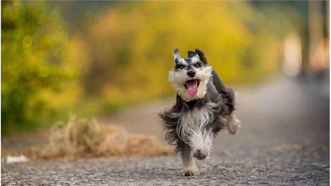 想养小老头雪纳瑞,它的优缺点,你是否清楚