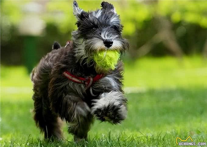 想养小老头雪纳瑞,它的优缺点,你是否清楚