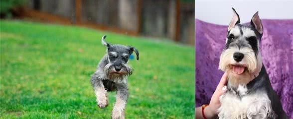 想养小老头雪纳瑞，它的优缺点，你是否清楚