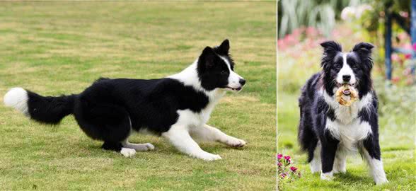 边牧的多项训练计划!