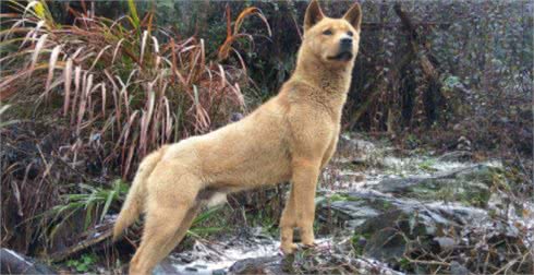 为何狗在晚上常对着一个地方乱叫，人却看不到啥东西?答案来了