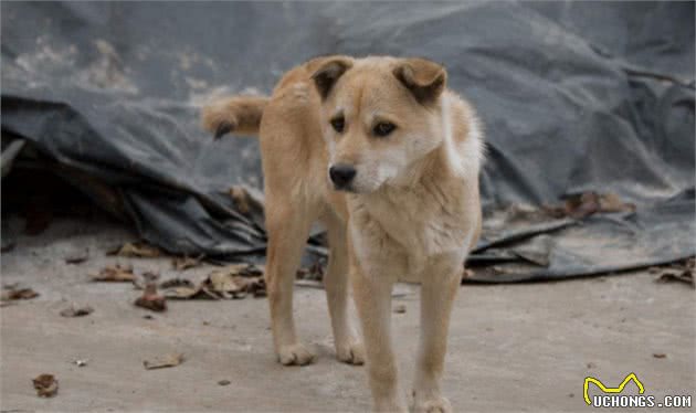 为何狗在晚上常对着一个地方乱叫，人却看不到啥东西?答案来了