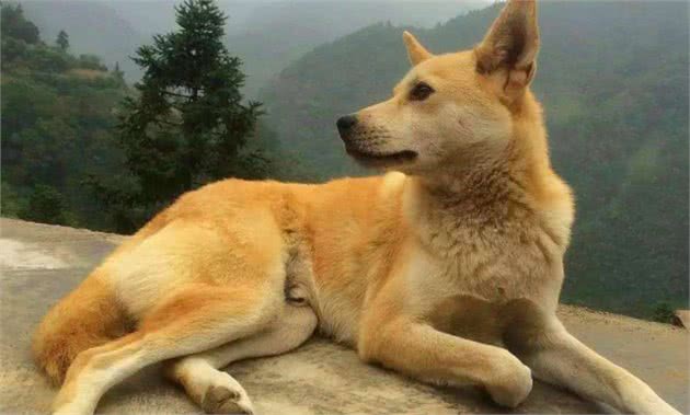 为何狗在晚上常对着一个地方乱叫，人却看不到啥东西?答案来了