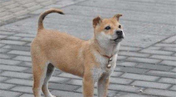 为何狗在晚上常对着一个地方乱叫，人却看不到啥东西?答案来了