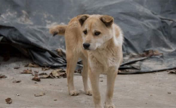 为何狗在晚上常对着一个地方乱叫，人却看不到啥东西?答案来了