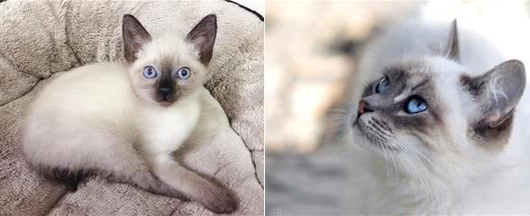 7种常见宠物猫的价格与来源,你买贵了吗?一)