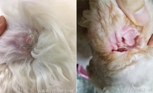 干货，拔耳毛时狗狗万分痛苦，怎么办?