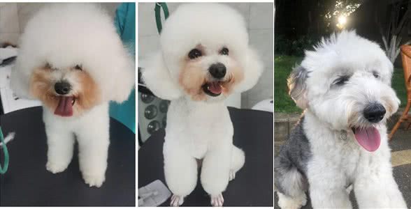 养宠避坑指南丨新手必备