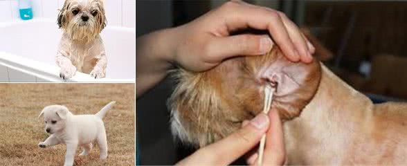 狗狗体臭?知道这些轻松解决狗狗体臭的问题!