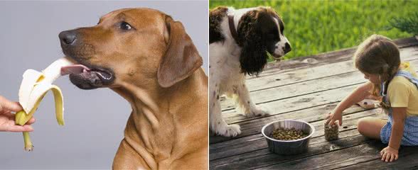 为了狗狗肠道健康，别犯这些错误，对它没益处