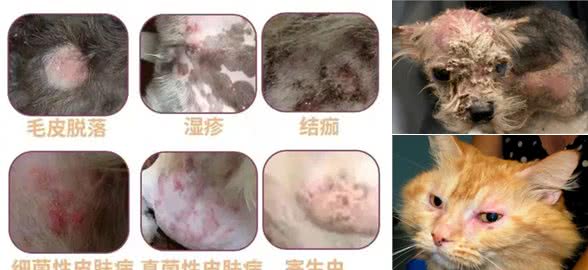 海瑞恩:犬猫常见皮肤病的预防及治疗