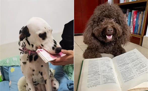 萌宠必备!狗狗养护知识大揭秘,让你家毛孩子健康快乐每一天!