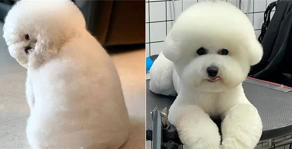 比熊太胖对身体好吗?