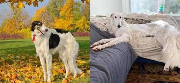 拥有华丽锥子脸的昔日贵族犬—苏俄猎狼犬