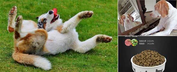 有这5种表现的狗狗,智商绝对高,中了其中1个,你就偷着乐吧