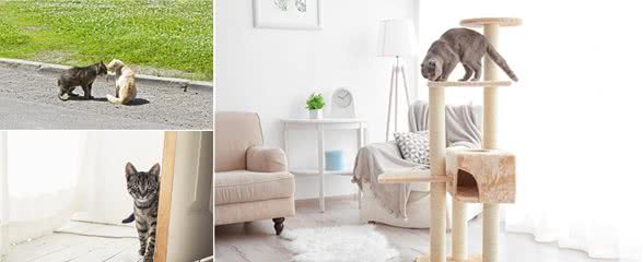 新猫入住，怎么才能实现与原住民和谐相处，让猫咪快速适应新伙伴