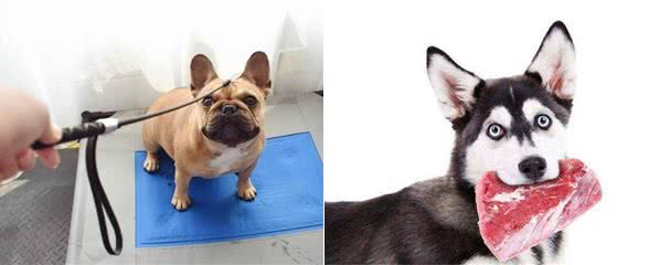 如何安全地与狗狗共眠?这6点很重要，别怪我没提醒