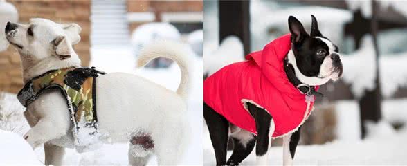 冬天养狗的方法要改变了，不仅要注意饮食方面，还要注意好保暖