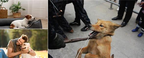 养狗久了才懂，其实主人这些行为，在狗狗眼里，等同于不要它