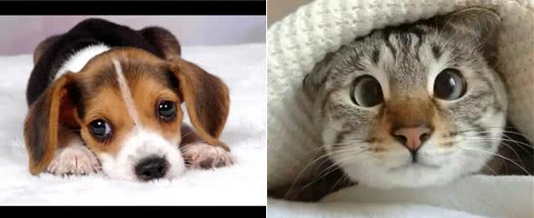 你真的了解宠物的心理吗?为何狗狗服从，猫咪却受欢迎?