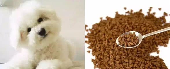 狗狗美毛不复杂这么做超简单