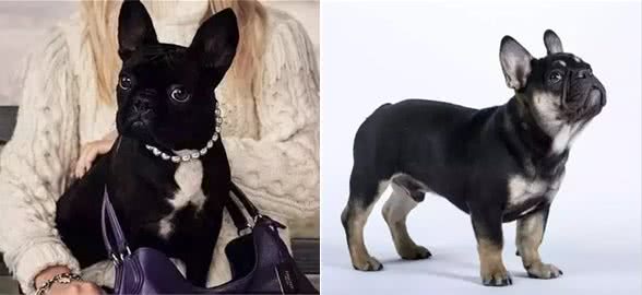 萌宠法国斗牛犬的颜色进化，背后是灭顶之灾!