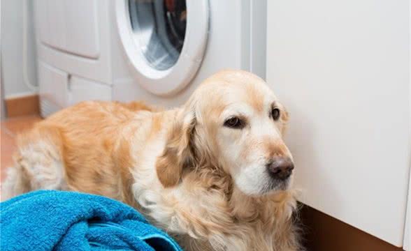 养宠人士，如何让衣服不沾毛?