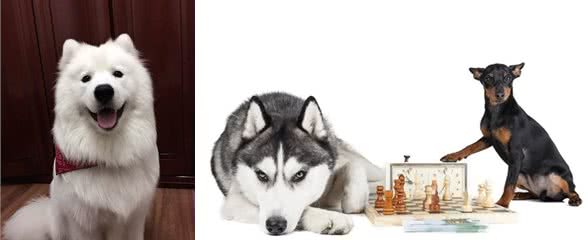 狗是肉食动物还是杂食动物?