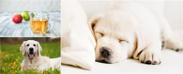 狗狗身上臭烘烘，家里也是一股狗味，主人应该怎么办?