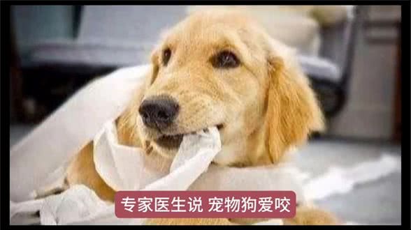 为什么狗狗喜欢吃卫生纸?