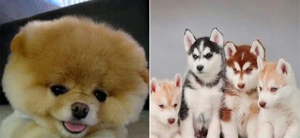 世界最可爱的宠物狗排名，泰迪居然排在第二位!场面一度尴尬!