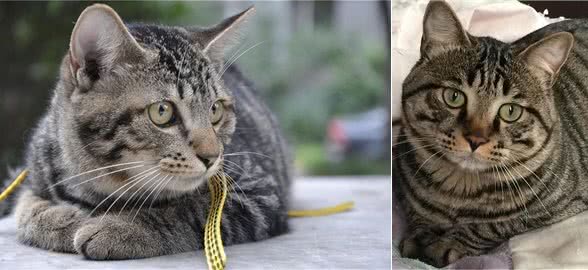 遗弃率攀升的狸花猫，被丢弃是有原因的