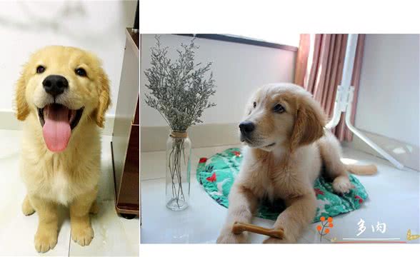 十个最好的金毛训练方法