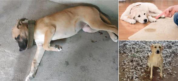 爱犬散步回家，把脚搞得脏脏的，怎么劝它洗脚呢?
