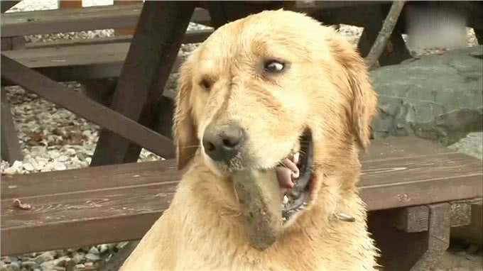 狗狗非常懂得持家，每天嘴里咬着石头，主人也是一脸懵