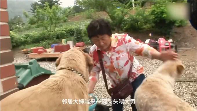 狗狗非常懂得持家，每天嘴里咬着石头，主人也是一脸懵