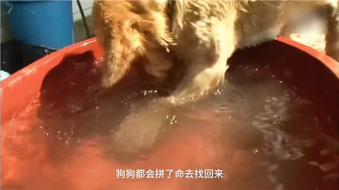 狗狗非常懂得持家，每天嘴里咬着石头，主人也是一脸懵