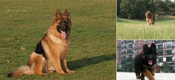 中国版德牧：纯种中华长毛狼犬威武不输藏獒