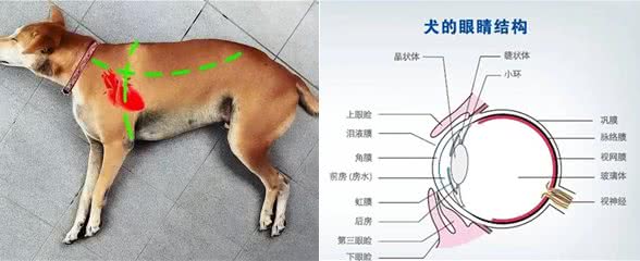 狗狗眼睛至关重要，眼睛忽然出现异常怎么办?一文带你深入解析