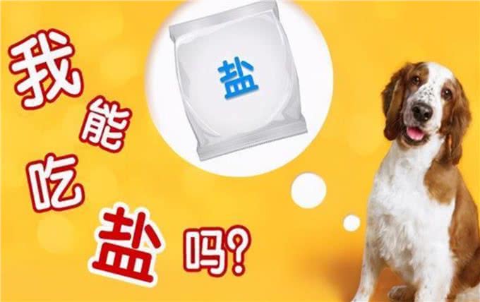 宠物到底用不用喂盐?为什么野生动物不用吃盐，而人却不吃不行?